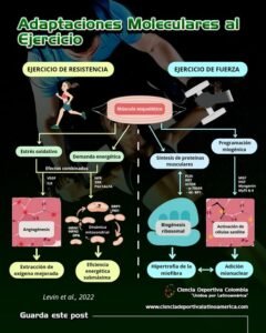 Adaptaciones-Musculares-al-Ejercicio