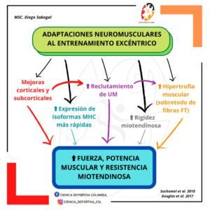 Adaptaciones-neuromusculares-al-entrenamiento-excetrico