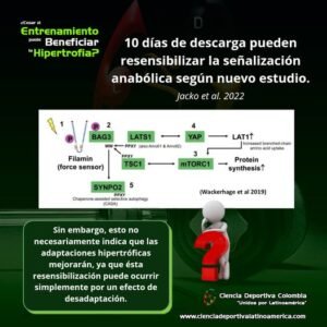 Entrenamiento-que-beneficia-la-hipertrofia, ciencia deportiva colombia latinoamerica, entrenamiento deportivo, ejercicio físico, actividad física, educación física
