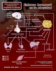 La obesidad provoca varias alteraciones en todo el cuerpo, incluyendo el sistema neuroendocrino.
