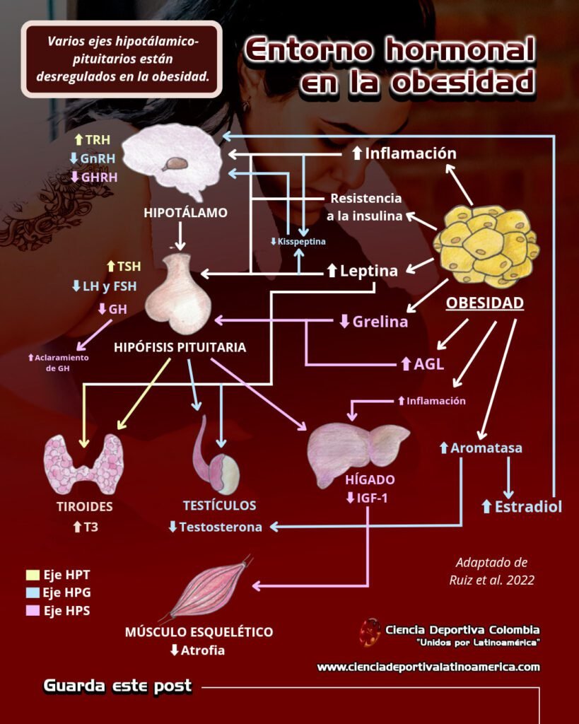 La obesidad provoca varias alteraciones en todo el cuerpo, incluyendo el sistema neuroendocrino.