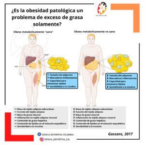es-la-obesidad-un-problema-de-exceso-de-grasa