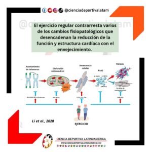 El-Ejercicio-regular-contrarresta-varios-de-los-cambios-fisiopatologicos-que-desencadenan-la-reduccion-de-la-funcion-y-estructura-cardiaca-con-el-envejecimiento