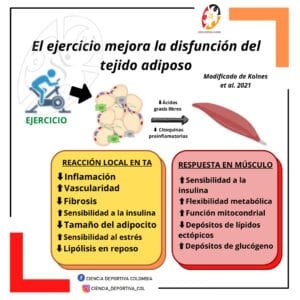 el-ejercicio-mejora-la-disfuncion-del-tejido-adiposo