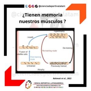 Mecanismos fisiológicos de la memoria muscular