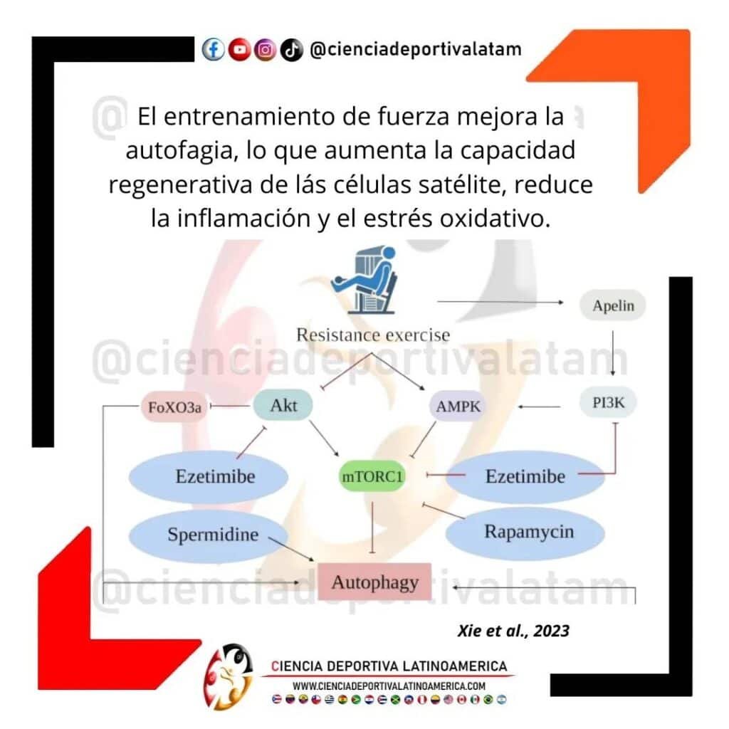 Entrenamiento de fuerza y autofagia