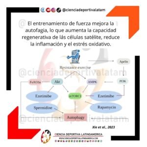 Entrenamiento de fuerza y autofagia