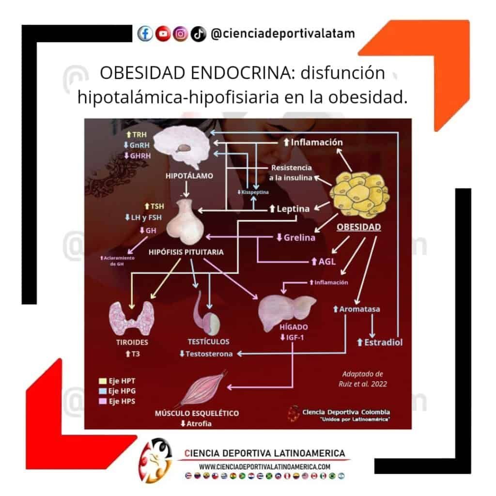 OBESIDAD ENDOCRINA: Disfunción hipotalámica hipofisiaria en la obesidad