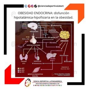 OBESIDAD ENDOCRINA: Disfunción hipotalámica hipofisiaria en la obesidad