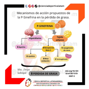 Mecanismos de acción propuestos de la P-Sinefrina en la pérdida de grasa