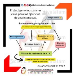El Glucógeno muscular es clave para los ejercicios de alta intensidad