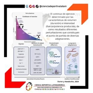 El continuo de Ejercicio