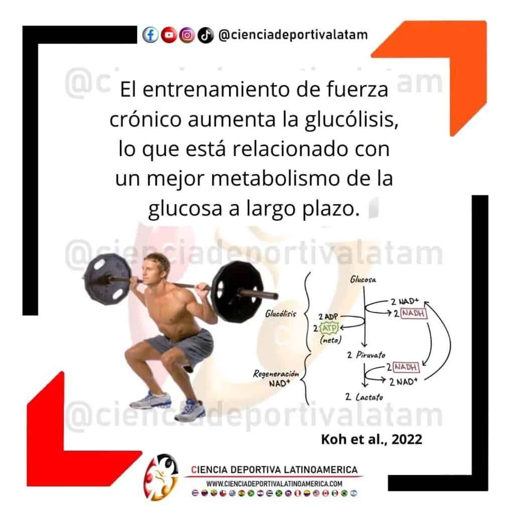 El entrenamiento de fuerza agudo aumenta la tasa glucolítica vía AMPK (kinasa dependiendo de adenosin monofosfato)
