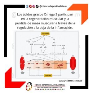 Los ácidos Omega 3, participan en la regeneración muscular y la pérdida de masa muscular