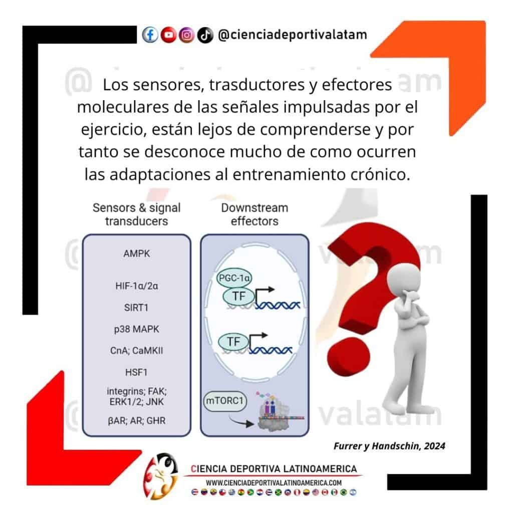 Sensores, traductores y efectores moleculares de las señales impulsadas por el ejercicio