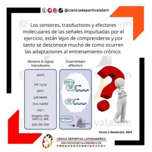Sensores, traductores y efectores moleculares de las señales impulsadas por el ejercicio
