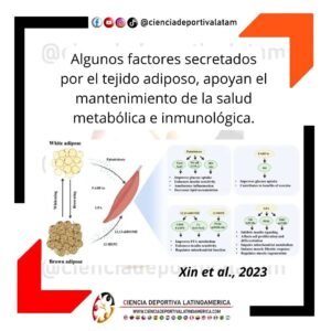 Tejido Adiposo apoya el mantenimiento de la salud metabólica e inmunológica