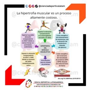 Costo energético de la hipertrofia muscular