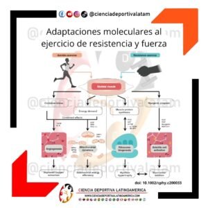 Adaptaciones moleculares al entrenamiento de resistencia y fuerza