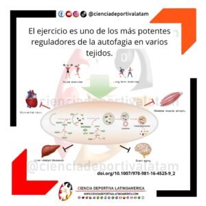 Ejercicio y autofagia