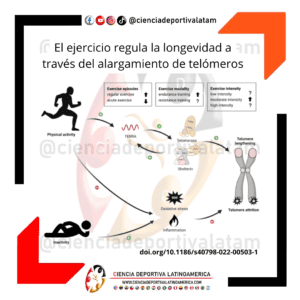 Ejercicio físco, telómeros y longevidad