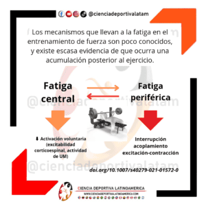 Fatiga en el entrenamiento de fuerza y posibles mecanismos