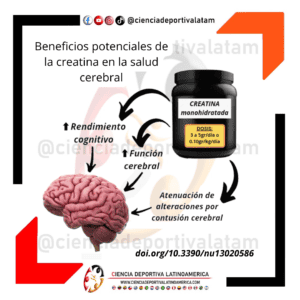 Beneficios de la creatina en la salud cerebral