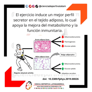 El ejercicio favorece un perfil secretor beneficioso en el tejido adiposo