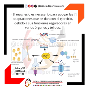Importancia del magnesio en el ejercicio