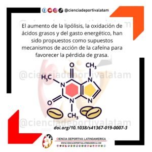 Mecanismo de acción de la cafeína y perdida de grasa