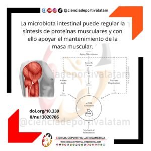 Microbiota inestinal y masa muscular