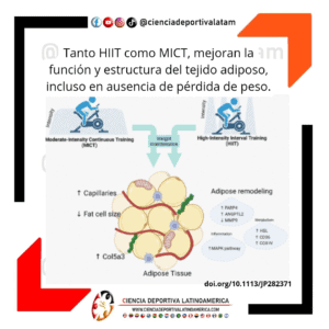 HIIT y MICT y función del tejido adiposo