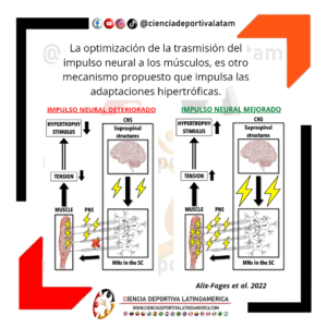 Impulso neural e hipertrofia