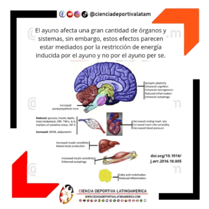Efectos fisiológicos del ayuno intermitente