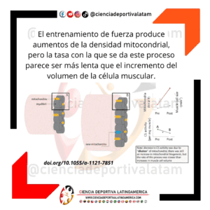 Entrenamiento de fuerza y densidad mitocondrial