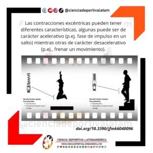 Tipos de contracciones excéntricas