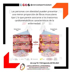 Fenotipo de las fibras musculares en la obesidad y alteraciones cardiometabólicas