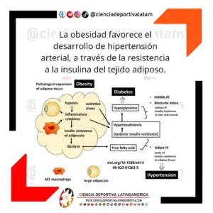 Resistencia a la insulina en el tejido adiposo e hipertensión arterial