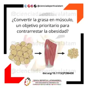 ¿Convertir la grasa en músculo para contrarrestar la obesidad?