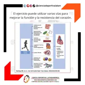 Ejercicio y resistencia cardíaca