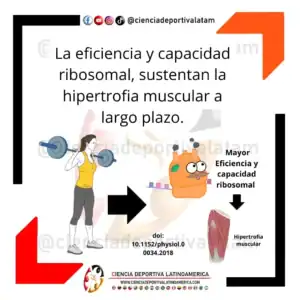 Ribosomas e hipertrofia muscular