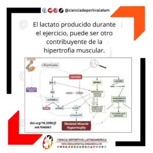 Lactato e hipertrofia muscular
