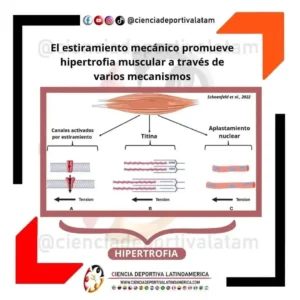 Hipertrofia mediada por estiramiento