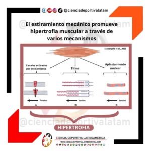 Hipertrofia mediada por estiramiento